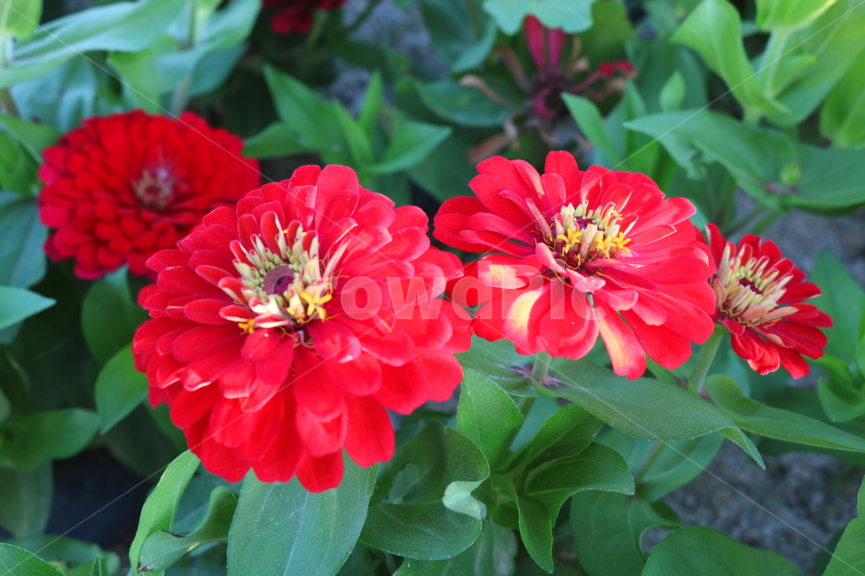 꽃,백일홍,백일홍꽃,식물,자연,국화과,붉은색꽃,식물,자연,plants,nature,꽃,flower