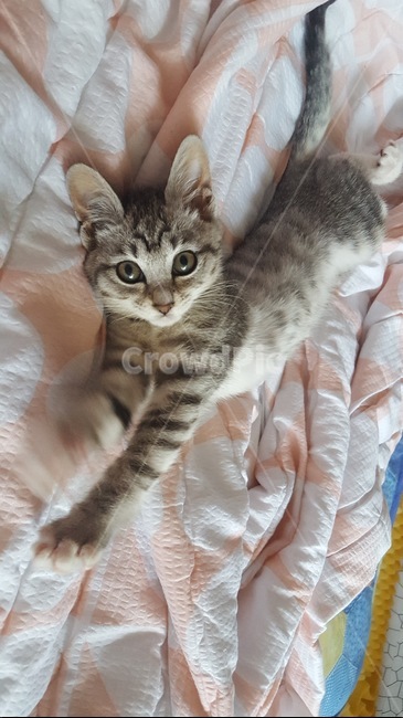 토끼귀,고양이,기지개,암컷,믹스묘,흰양말,길냥이,반려동물,가족,pseudoidea,cat,휴식,나른한