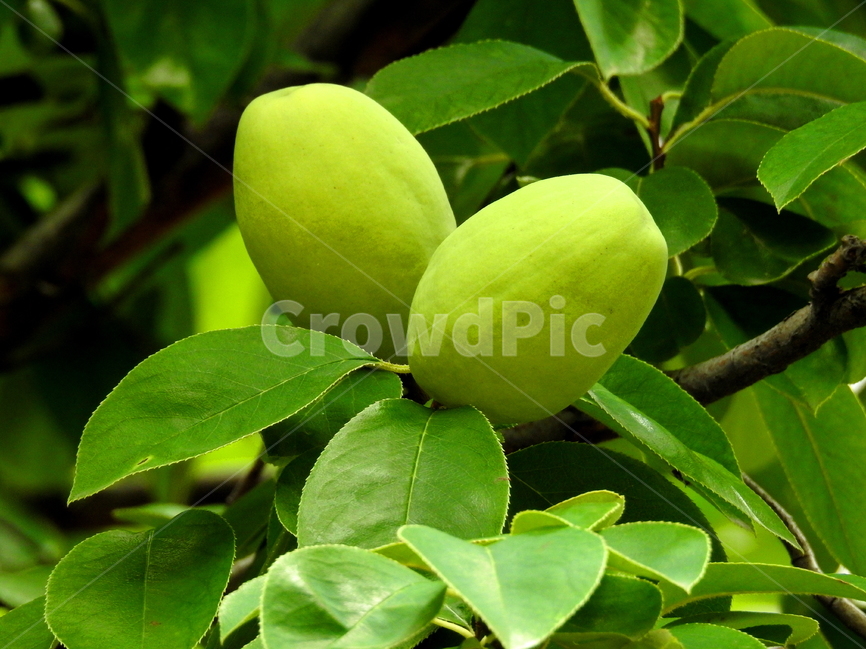 식물,과일,모과,fruit,plant,식물,자연,plants,nature,과일,열매,fruit