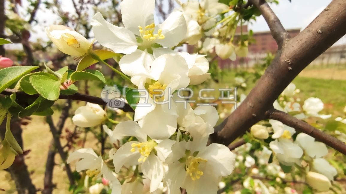 꽃사과,꽃사과나무,사과꽃,malusprunifolia,벚잎꽃사과,돌사과,plant,식물,blossom,flower,꽃,petal,꽃잎