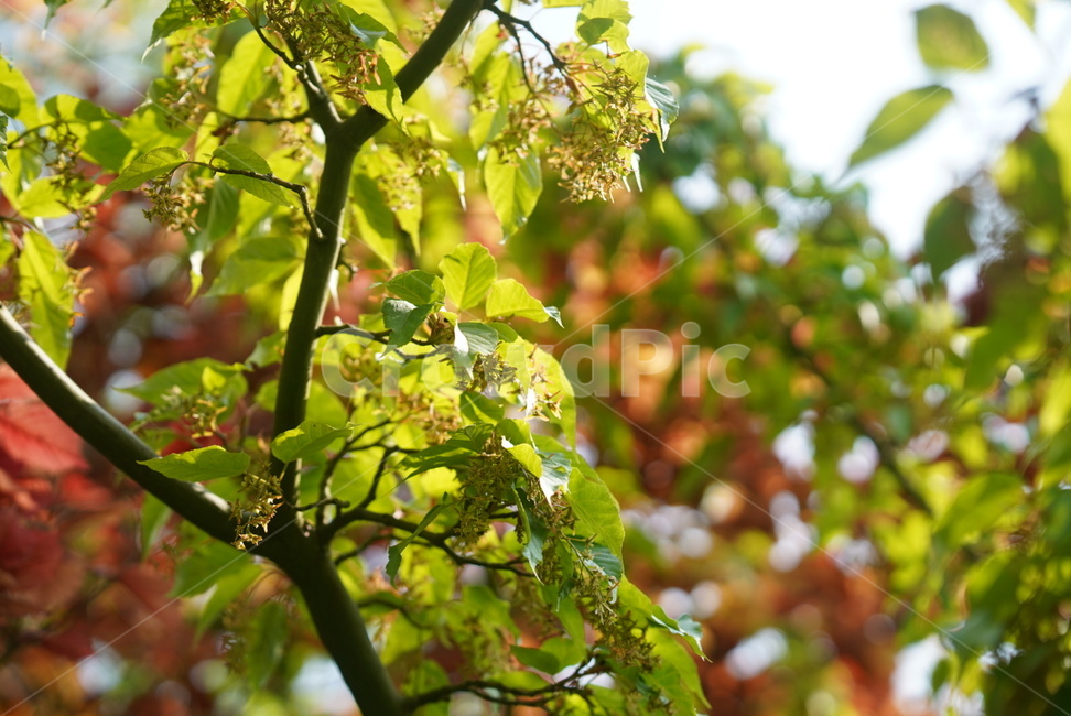 나무,잎,식물,tree,자연,national
