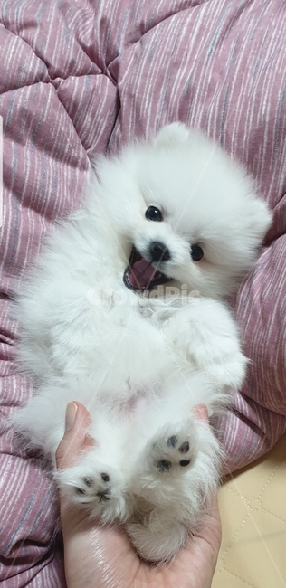 강아지,포메라니안,반려동물,반려견,예쁜강아지