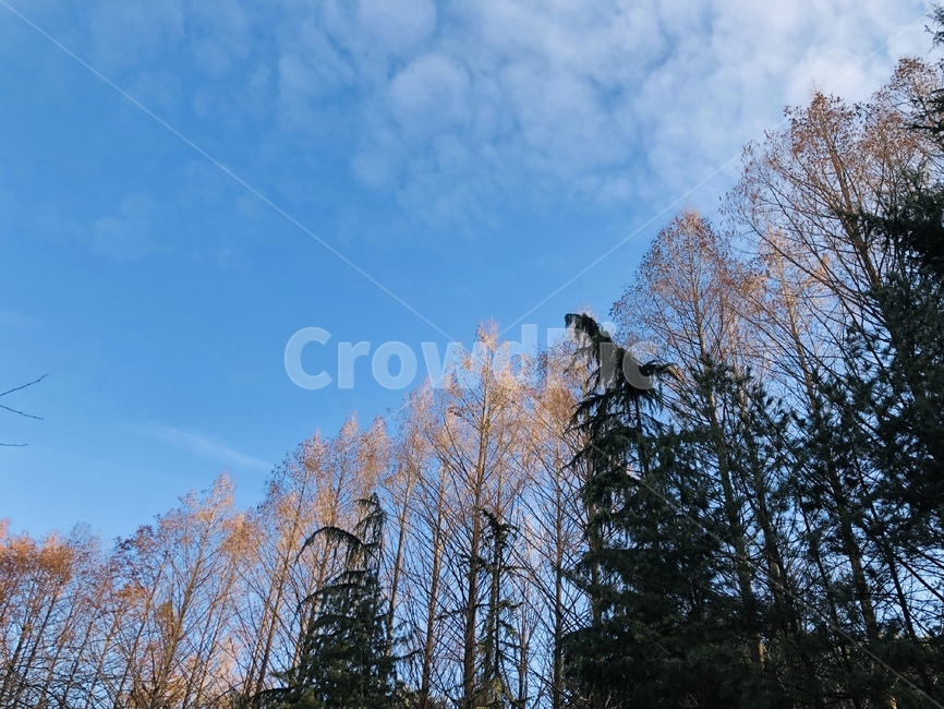 하늘,풍경,나무,산책,맑은,가을,자연,풍경,nature,landscape,tree,plant,식물,fir,전나무,conifer,구과 식물