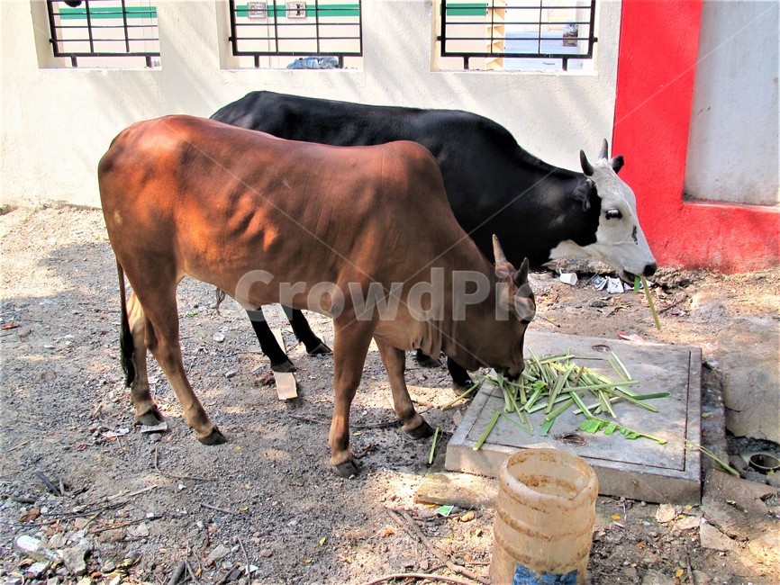 cow,소,mammal,포유류,가축,bull,황소,식사,끼니,밥먹는시간,영양소공급,한가한오후