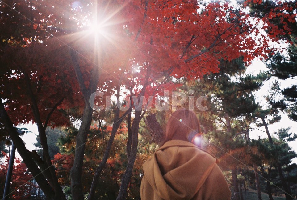 여자,뒷모습,단풍,햇살,빨간단풍,감성,가을,계절,fall,autumn,season,사람,인물,인간,human,person,여성,여자,woman,female,lady,plant,식물,tree,나무,light,빛,flare,플레어,leaf,잎