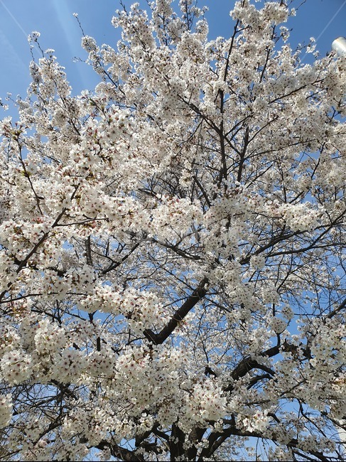 벚꽃,cherryblossom,식물,꽃,봄