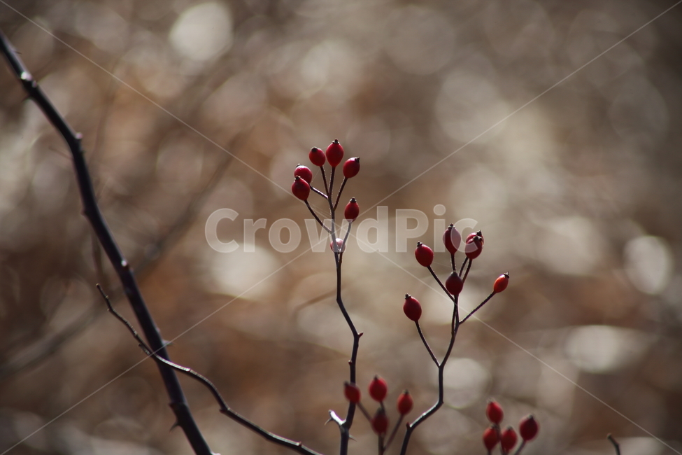 찔레,열매,식물,종자,multiflorarose,식물,자연,plants,nature,과일,열매,fruit