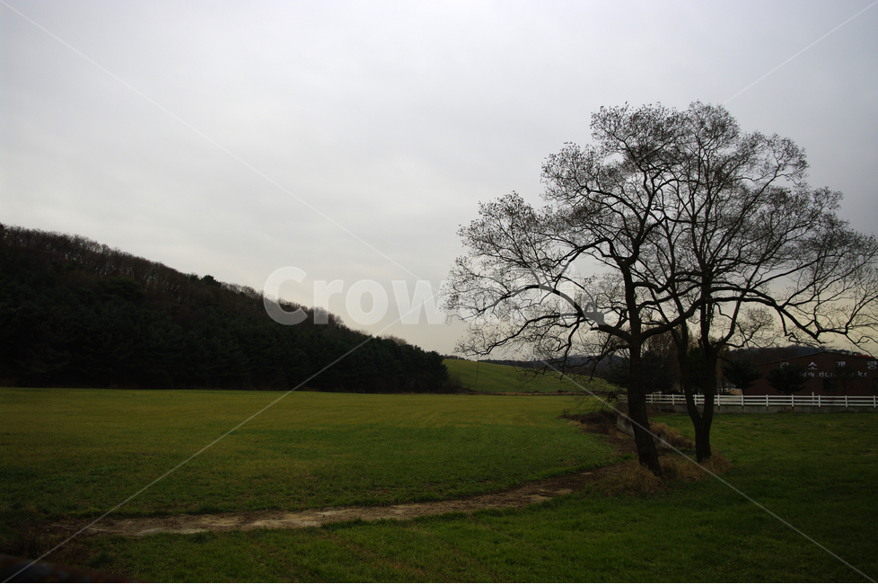 나무,하늘,겨울,초원,목장,자연,풍경,nature,landscape,식물,plants,나무,trees,wood,grass,잔디,plant,tree