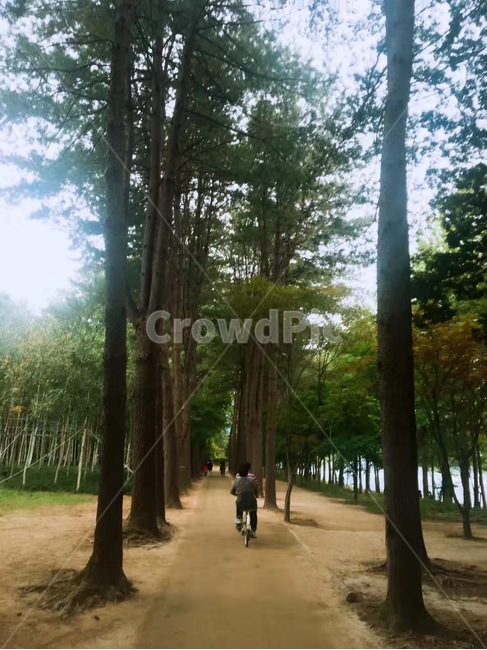 남이섬,풍경,숲속,한국랜드마크,한국,자전거,나무,길,tree