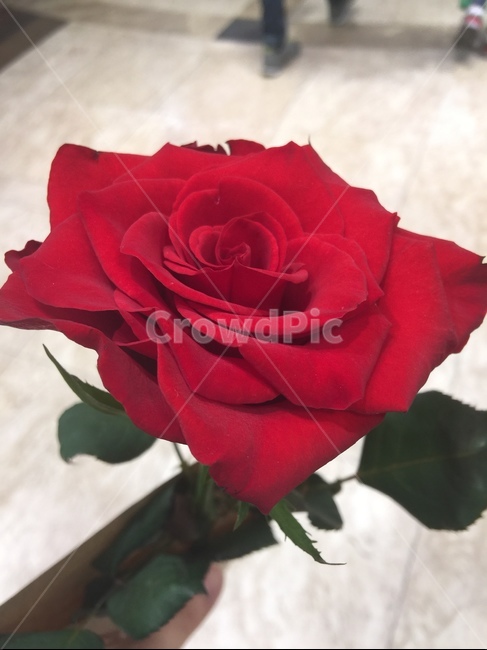 꽃,빨강,장미,식물,로즈,식물,자연,plants,nature,꽃,flower