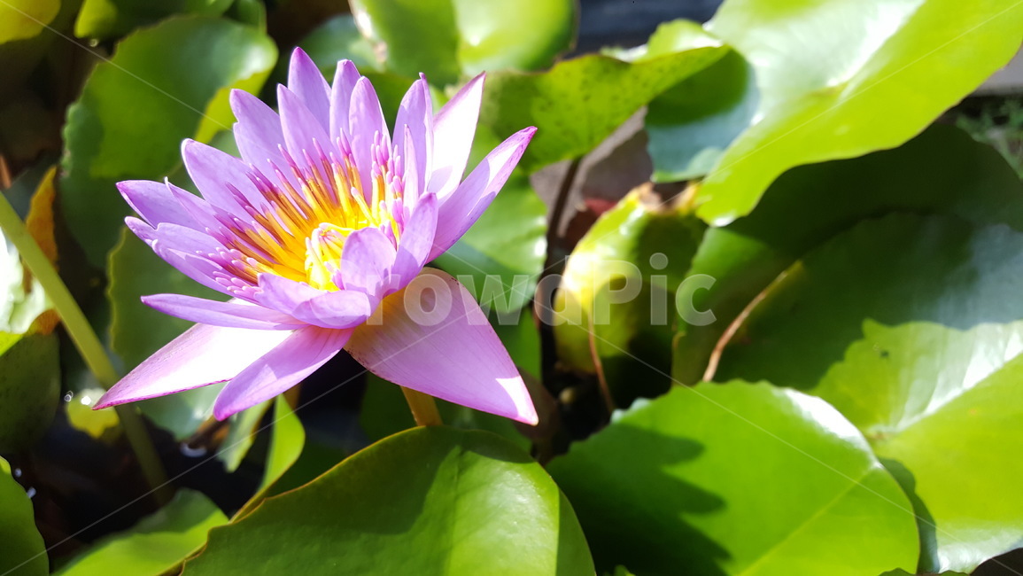연꽃,꽃,연못,여름,플라워,flower,nelumbonucifera,쌍떡잎식물