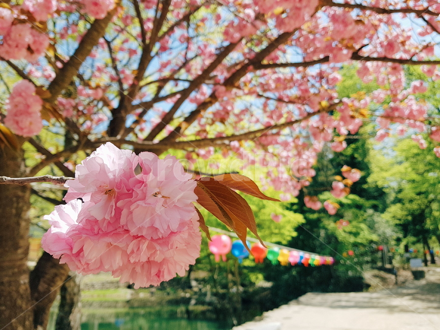 송광사,봄,벚꽃,겹벚꽃,연등,부처님오신날,절,봄풍경,자연,자연풍경,꽃,봄,계절,spring,season,식물,자연,plants,nature,꽃,flower,plant,blossom