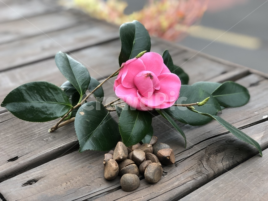 camellia oil,camellia flower,winter,jeju island,camellia