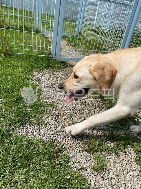 labradorretriever,Pets,animal,labrador retriever,dog,pet dog,pet