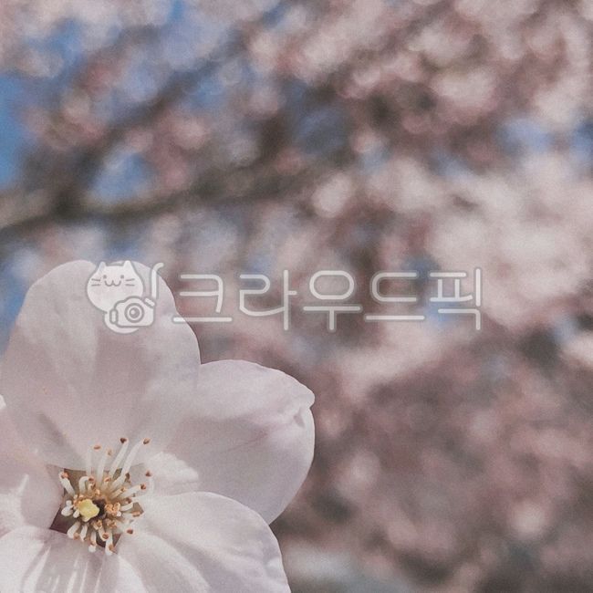 spring,Cherry Blossom,nature,plant,flower tree,spring day,cherryblossoms,flower