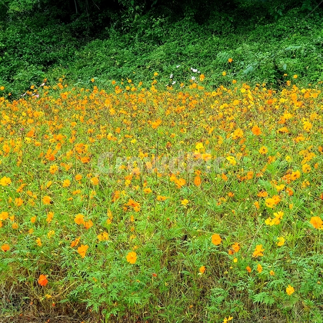 식물,nature,자연,꽃,개나리,노란꽃,식물,자연,plants,nature,꽃,flower