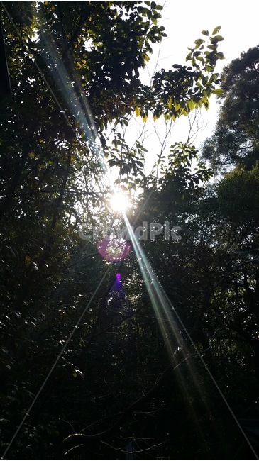 해,햇빛,태양,나무,자연,풍경,sun,sunshine,tree,nature,scenery,hi,hizashi,taiyou,ki,huukei,자연,풍경,nature,landscape,light,빛,flare,플레어