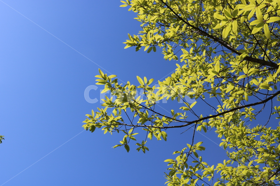 하늘,파란,나무,자연,sky,식물,자연,plants,nature
