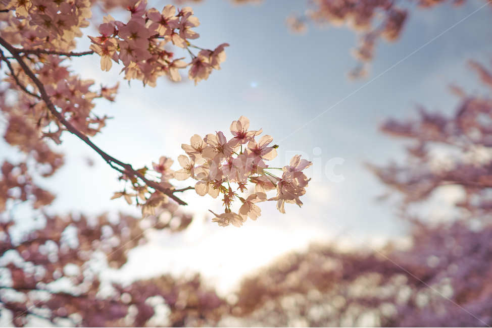 봄,벛꽃,윤산,꽃,일몰,cherryblossom,감성,인스타,오후,봄,계절,spring,season,plant,식물,blossom,cherry blossom,벚꽃,flower