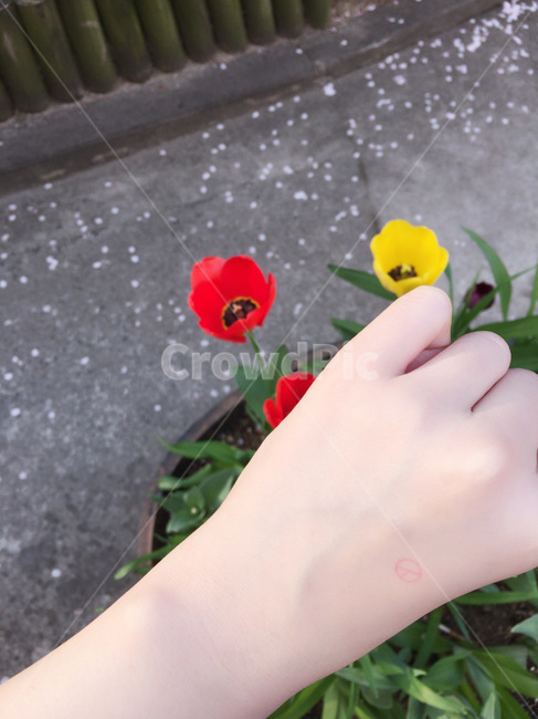 투표,선거,봄,꽃,손,flower,plant,식물,petal,꽃잎,blossom,person,사람,human,인간,선거이미지공모전