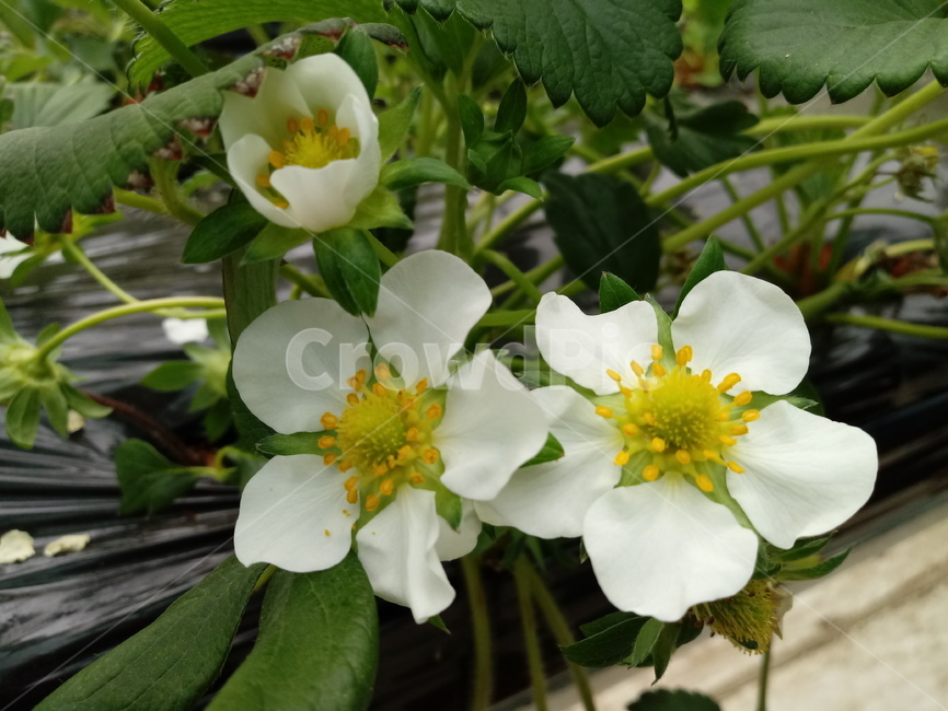 딸기,식물,strawberry,장미과,농산물,딸기꽃,흰색꽃,식물,자연,plants,nature
