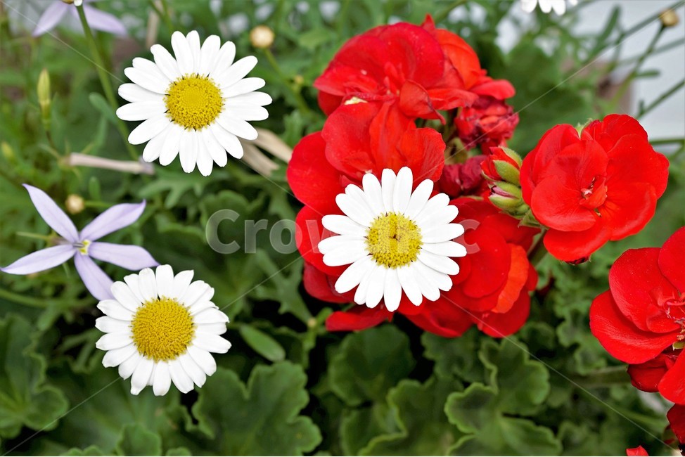 꽃,봄,자연,식물,flower,plant,floral,garden