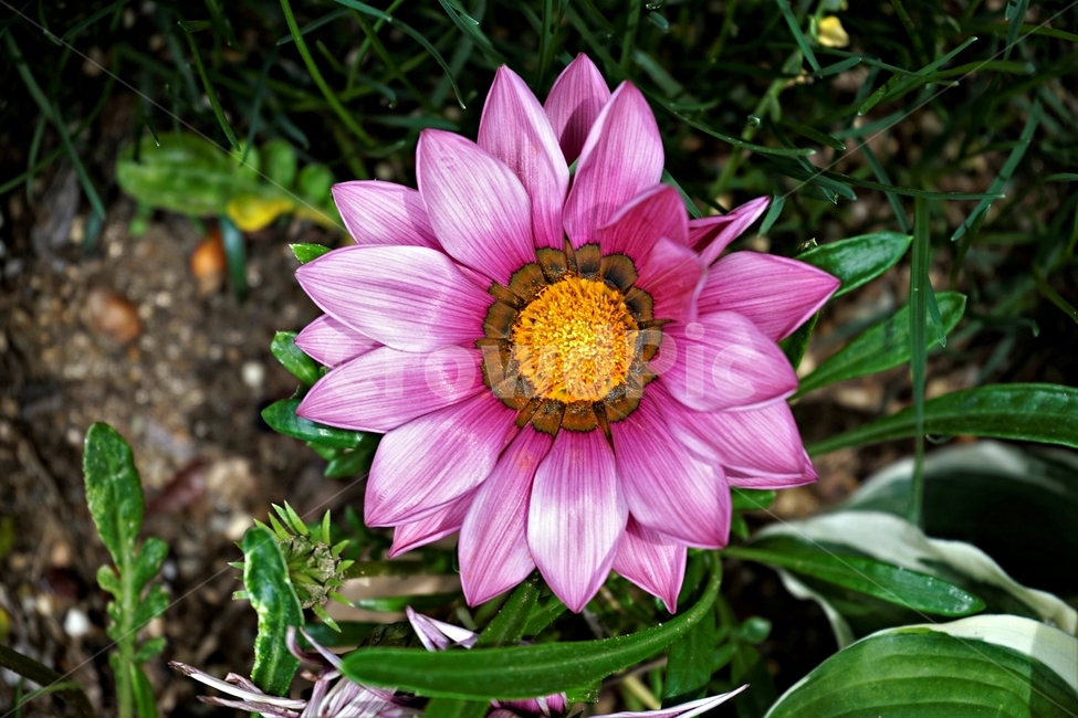 봄,꽃,식물,자연,flower,floral,가자니아,국화과,훈장국화,태양국,원예,gazania,남아프리카원산