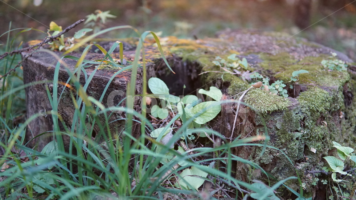 이끼,강인함,자연,가을,감성,식물,나무,식물,자연,plants,nature,나무,trees,wood