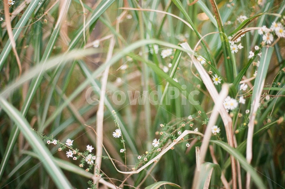 필름사진,풀,가을,감성,꽃망울,식물,자연,plants,nature,꽃,flower,감성,sensible,feeling