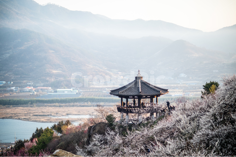 광양,홍쌍리,매화,봄,꽃,flower,꽃밭,식물,봄,계절,spring,season,자연,풍경,nature,landscape,한국자연풍경,한국자연경관,korea nature landscape
