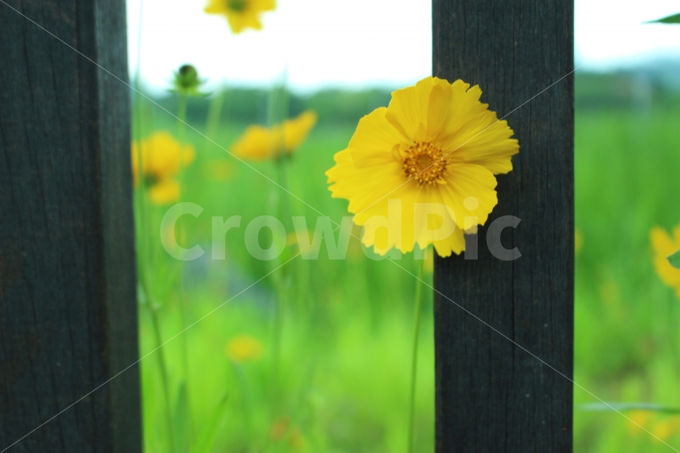 꽃,공원,자연,휴식,힐링,하늘공원,하늘,갈대,식물,자연,plants,nature,꽃,flower