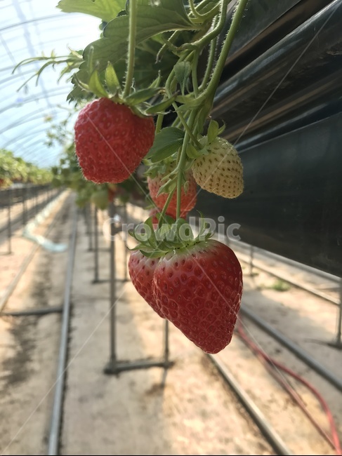 딸기,딸기밭,과일,strawberry,음식,food,fruit