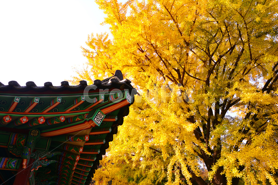 가을,전통,기와집,가을풍경,은행나무,가을단풍,가을분위기,한국적,코리안,fall,autumn,korean,traditional,단청,가을서정,10월,11월,보존,역사,유물,가을배경,노랑색,옐로우,yellow,칼라풀,가을,계절,fall,autumn,season,한국전통,한국문화,korean traditional,korean culture,건축물,건물외관,exterior,building,structure,architecture,construction,tree,나무,plant,식물