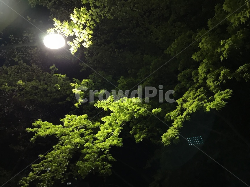 푸른색,잎사귀,나무,봄,가로등,밤,저녁,자연,풍경,nature,landscape,야경,밤,nightscape,night,outdoors,옥외