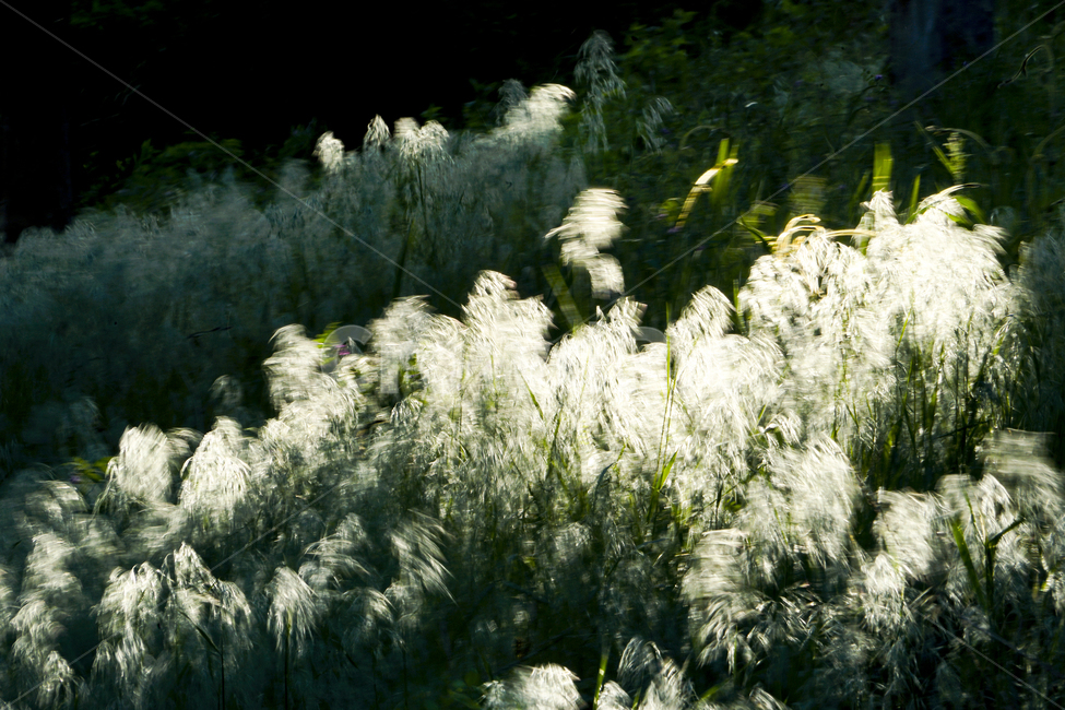 plant,식물,억새,억새풀,eulalia,식물,자연,plants,nature