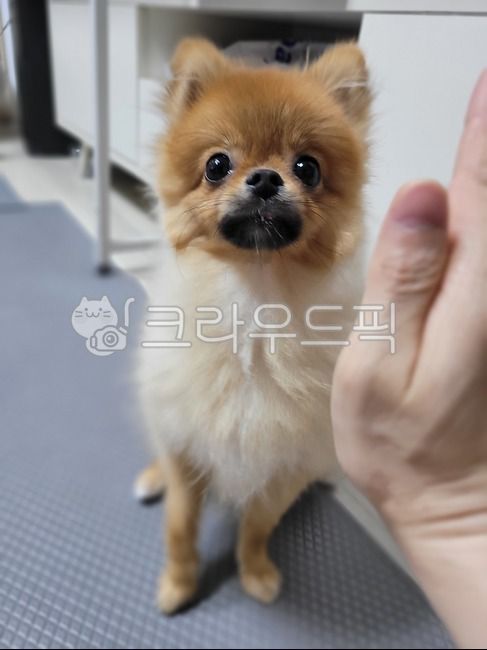 반려견,애견,포메,포메라니안,애교,웃음,스마일,주둥이,미소,손,짠,하이파이브