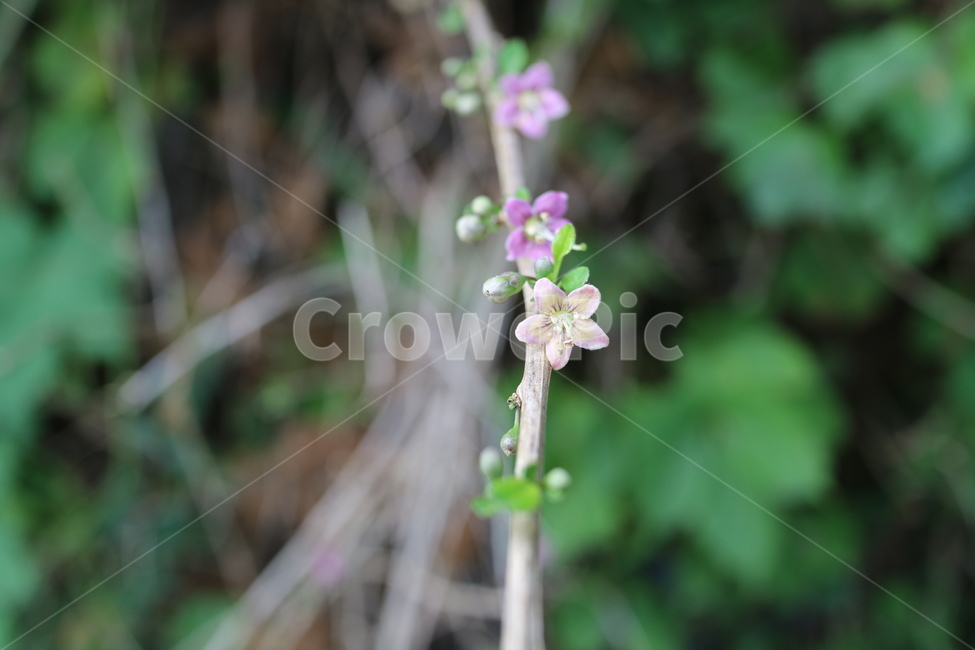 flower,꽃,blossom,plant,식물,들꽃,정원,야외,공원