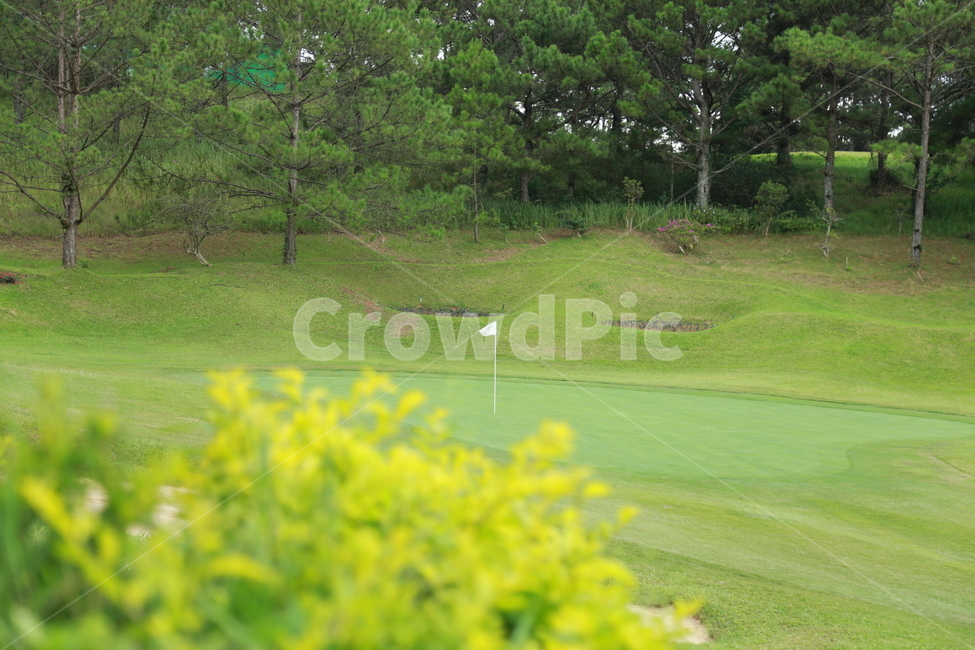 field,들,골프,그린,자연,golf,green,nature