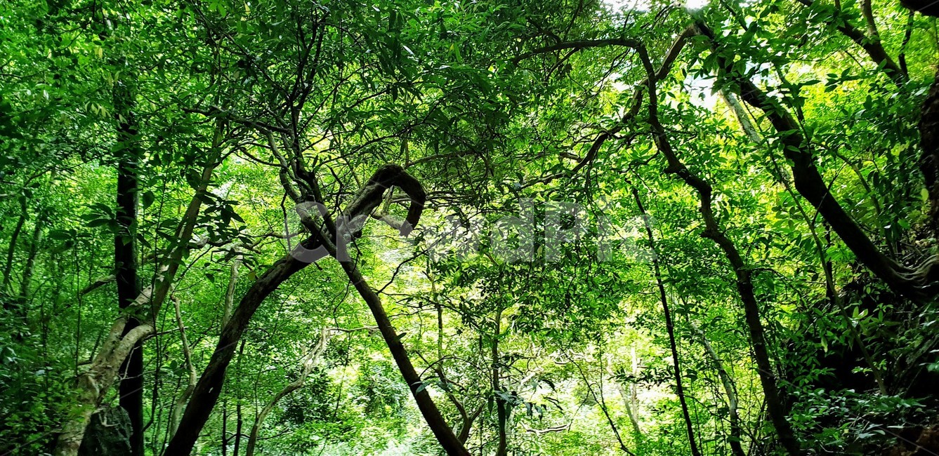 자연,나무,숲,자연숲,산,자연,풍경,nature,landscape,tree,plant,식물,vegetation,초목