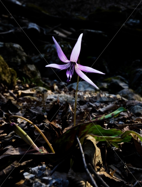 얼레지,봄꽃,얼레지꽃,식물,꽃,식물,자연,plants,nature,꽃,flower
