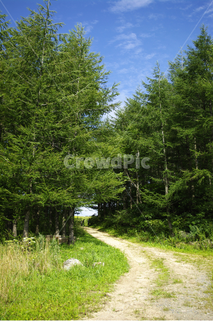 나무,식물,신록,길,히늘,자연,풍경,nature,landscape,tree,plant,fir,전나무