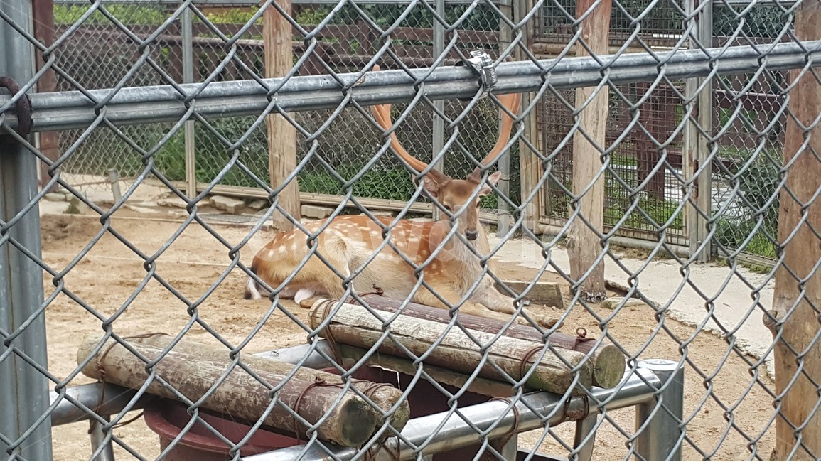 사슴,deer,초식동물,aherbivorousanimal,동물,animal,동물,animal,포유류,mammal