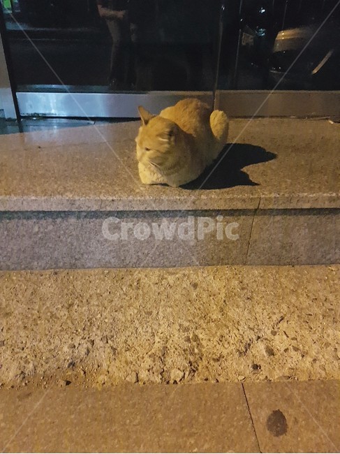 고양이,cat,animal,길고양이,mammal,동물,동물,animal,포유류,mammal,고양이,cat,kitten,kitty