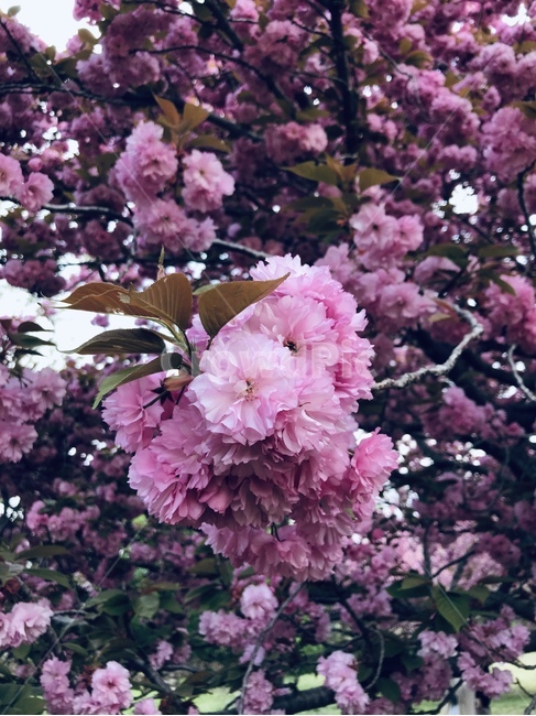 벚꽃,겹벚꽃,봄,분홍,꽃,소풍