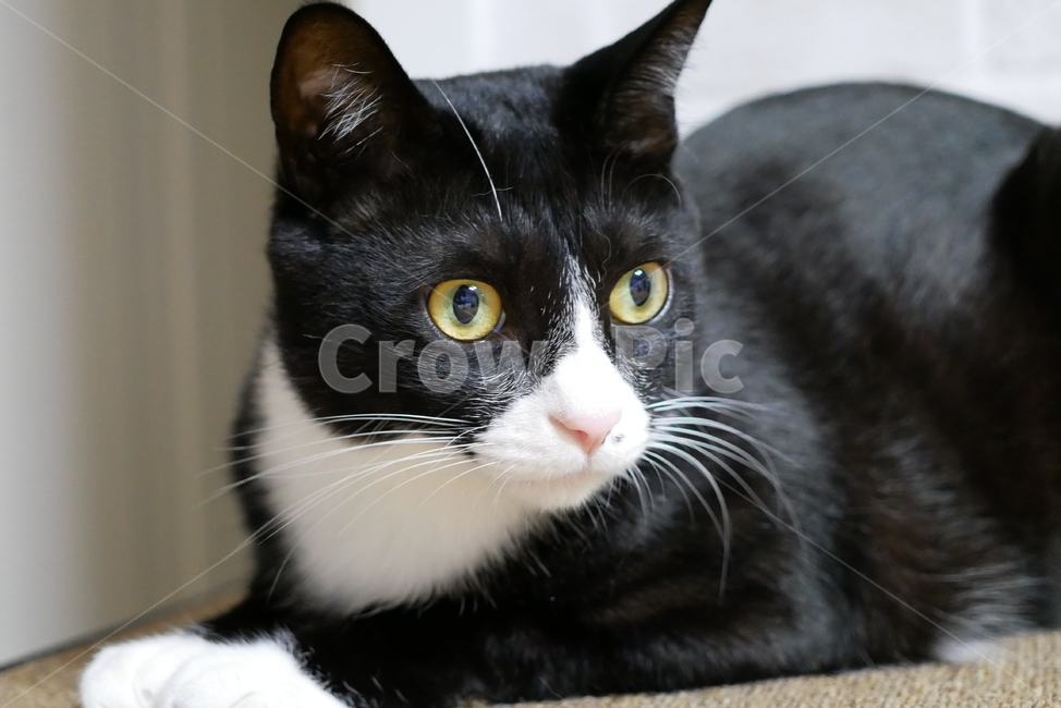 고양이,개냥이,애교,표정,얼굴,호기심,동물,귀여운,동물,animal,포유류,mammal,고양이,cat,kitten,kitty
