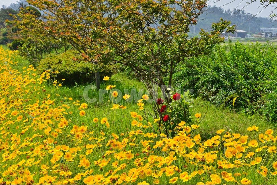 plant,식물,rural,농촌,landscape,경치,nature,자연,outdoors,옥외,scenery,풍경,금계국