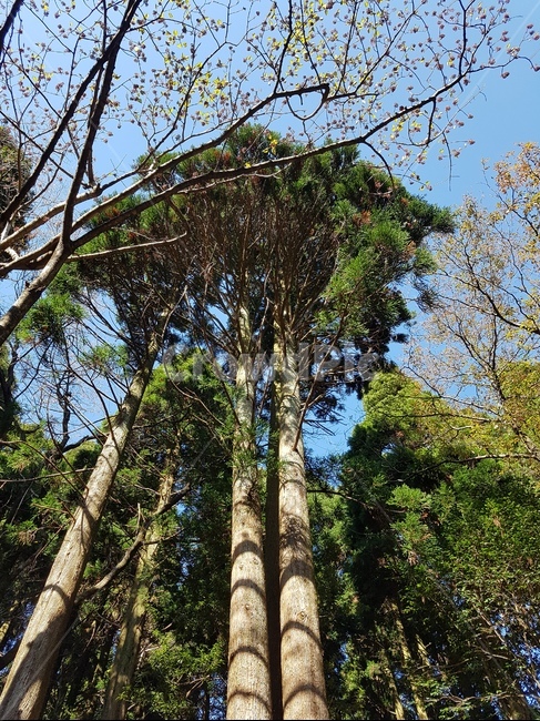 나무,가을,숲길,tree,green,forest,산책,햇살,장대나무