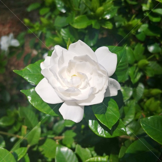 치자,하얀꽃,여름꽃,치자꽃,꽃,식물,여름,8월,7월,blossom,flower,plant,식물,자연,plants,nature,꽃,flower