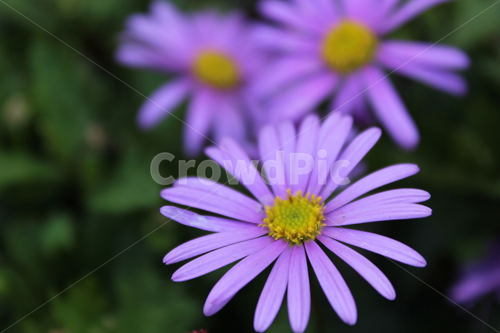 꽃,자연,nature,flowers,background,식물,자연,plants,nature,꽃,flower