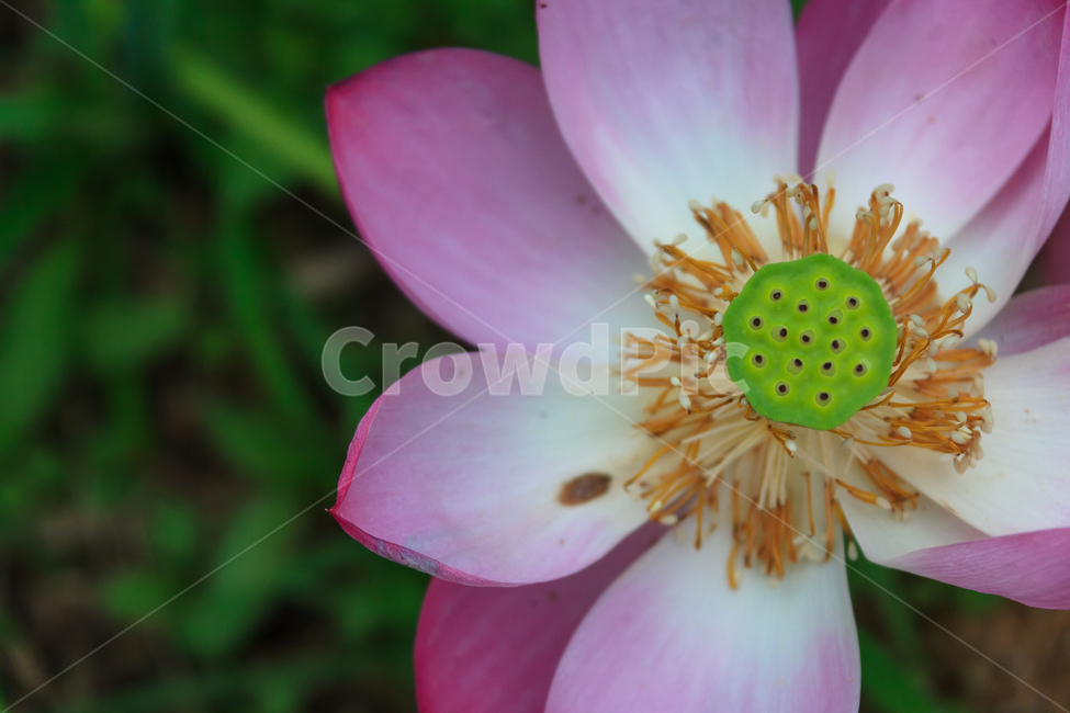 연꽃,미소,행복,분홍,불교,아름다움,식물,자연,plants,nature,꽃,flower